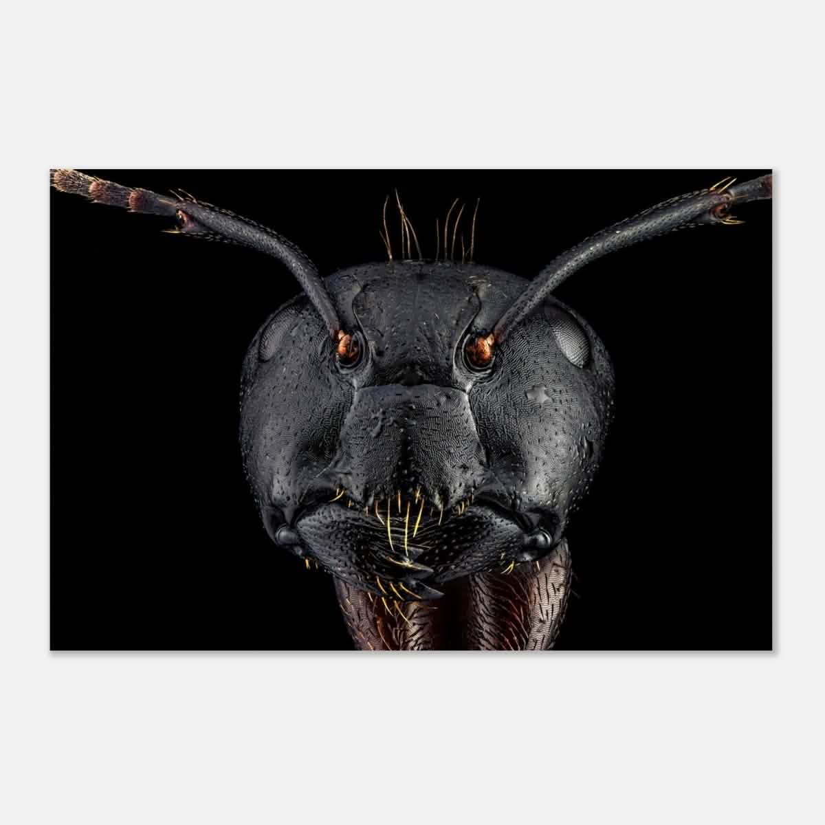 Da Vinci Animal Kingdom Art Wall art print | Dinomyrmex | Giant forest ant - Aluminum Print - 60x90 cm / 24x36″ -