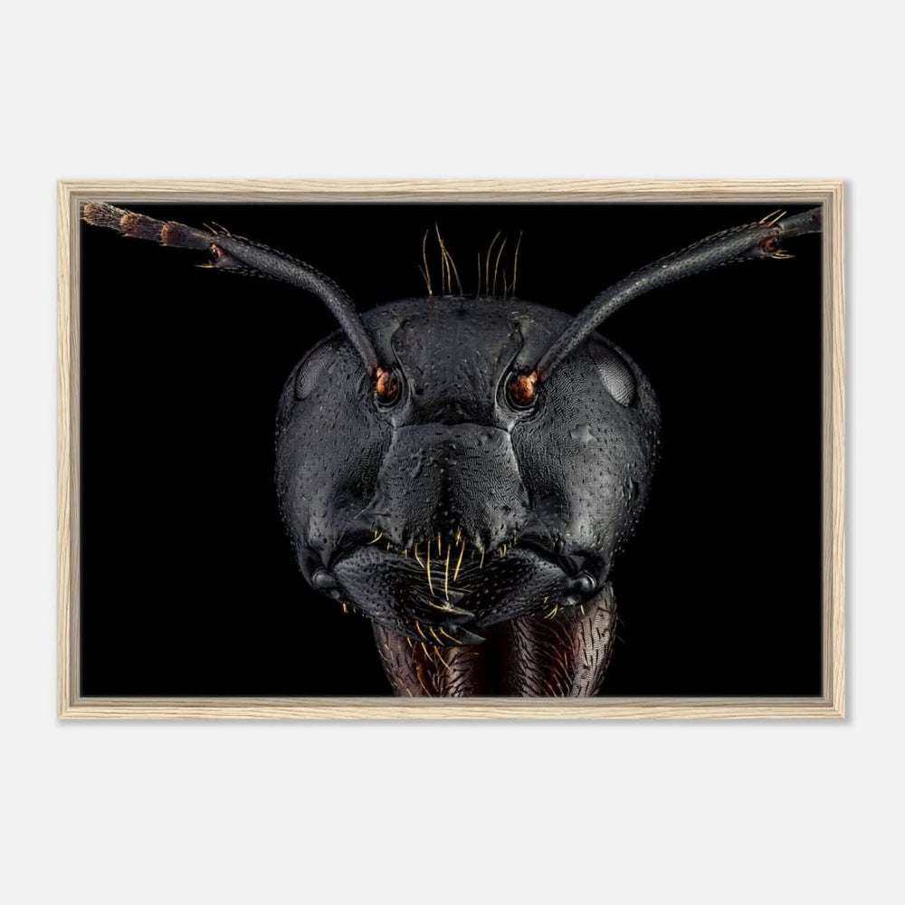 Da Vinci Animal Kingdom Art Wall art print | Dinomyrmex | Giant forest ant - Framed Canvas - 60x90 cm / 24x36″ - Wood frame