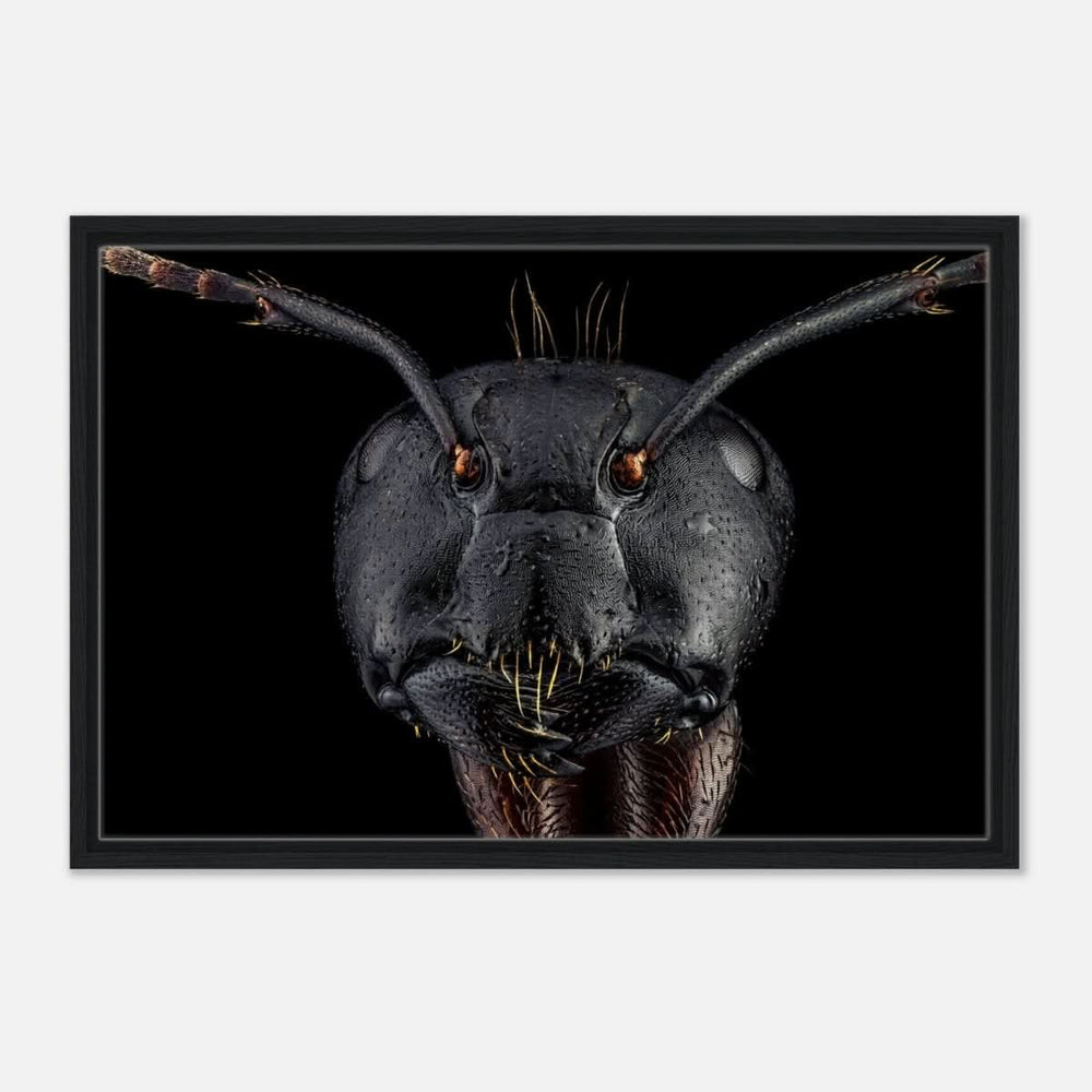 Da Vinci Animal Kingdom Art Wall art print | Dinomyrmex | Giant forest ant - Framed Canvas - 50x75 cm / 20x30″ - Black frame