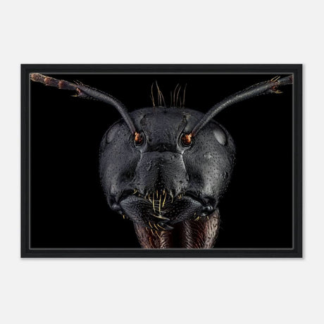 Da Vinci Animal Kingdom Art Wall art print | Dinomyrmex | Giant forest ant - Framed Canvas - 50x75 cm / 20x30″ - Black frame