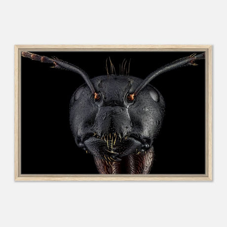 Da Vinci Animal Kingdom Art Wall art print | Dinomyrmex | Giant forest ant - Framed Canvas - 50x75 cm / 20x30″ - Wood frame