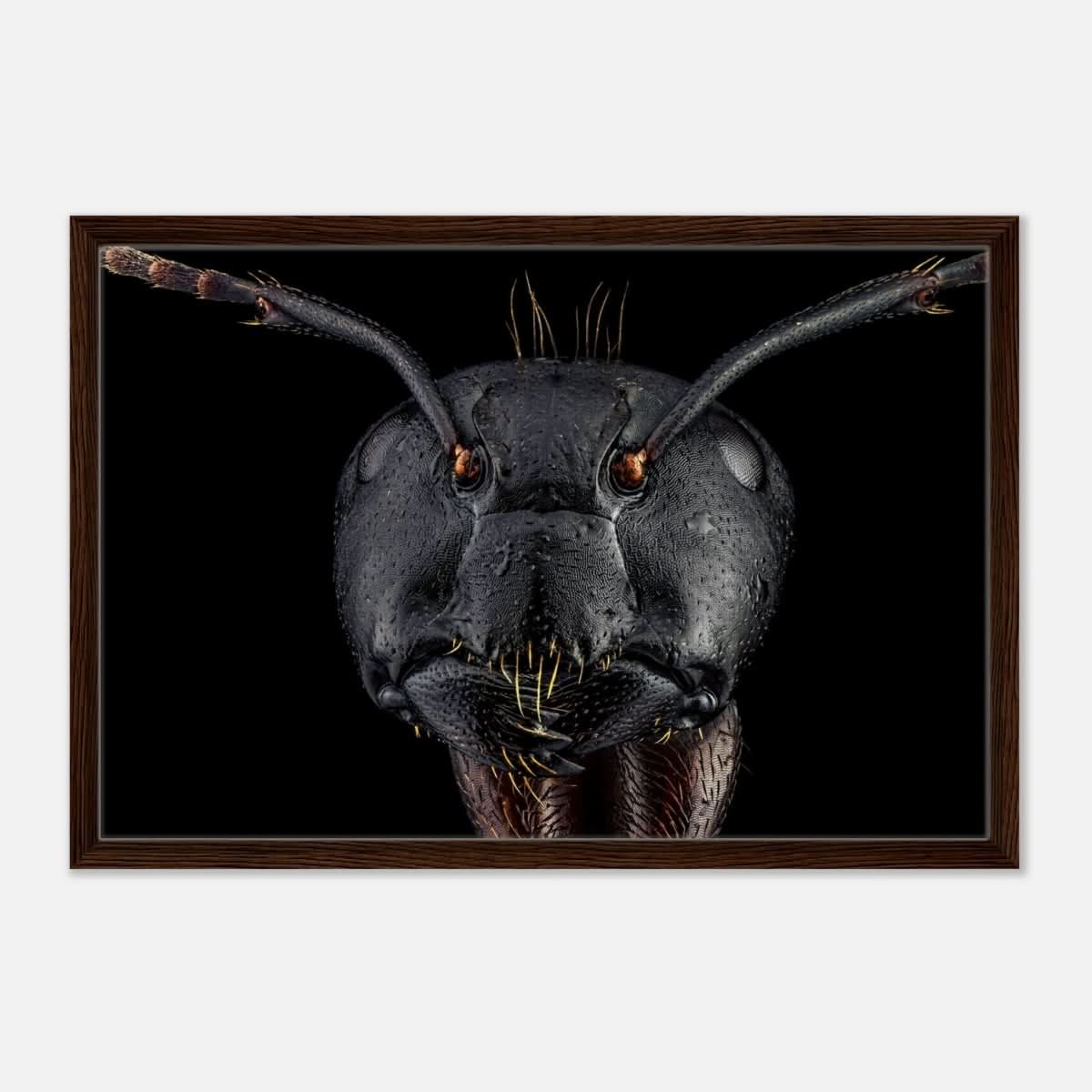 Da Vinci Animal Kingdom Art Wall art print | Dinomyrmex | Giant forest ant - Framed Canvas - 50x75 cm / 20x30″ - Dark wood frame