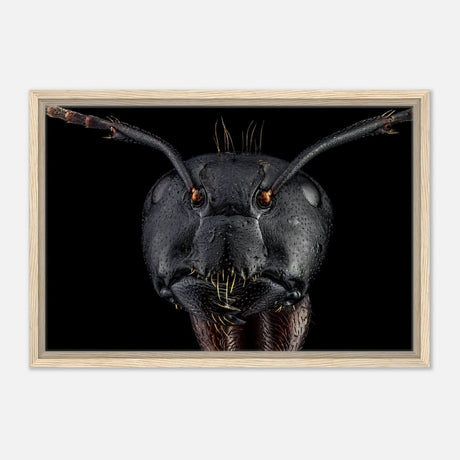 Da Vinci Animal Kingdom Art Wall art print | Dinomyrmex | Giant forest ant - Framed Canvas - 40x60 cm / 16x24″ - Wood frame