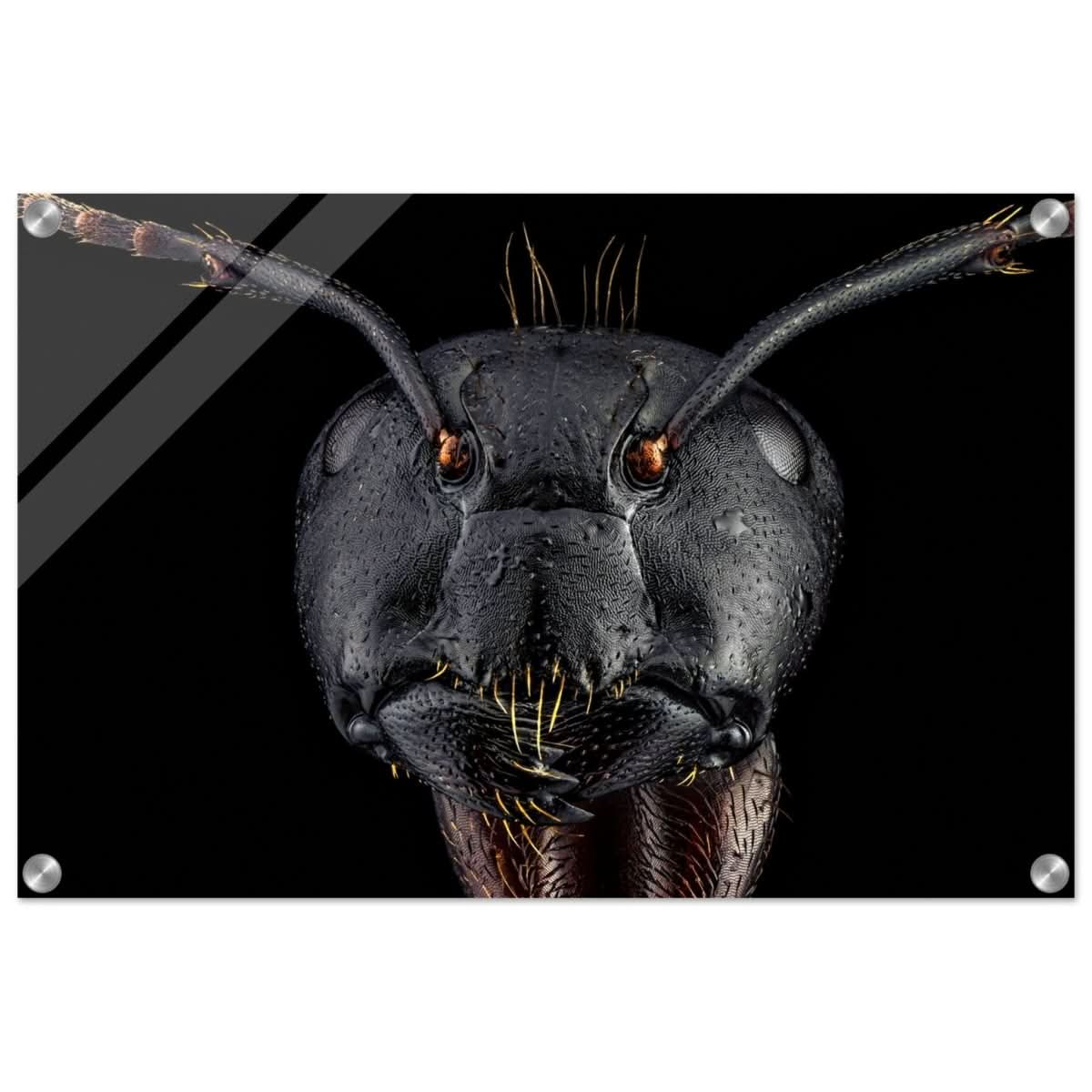 Da Vinci Animal Kingdom Art Wall art print | Dinomyrmex | Giant forest ant - Acrylic Print - 40x60 cm / 16x24″ -