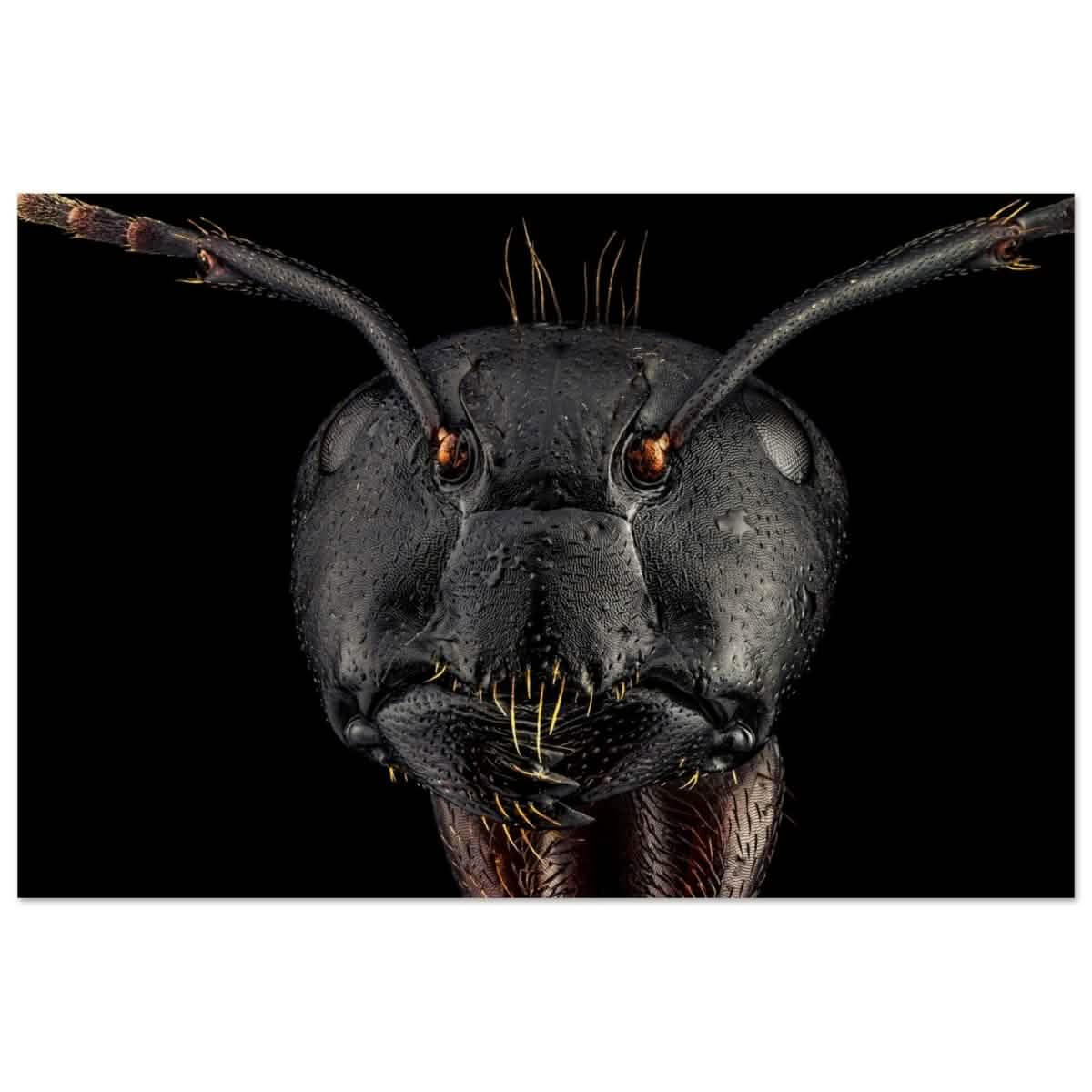 Da Vinci Animal Kingdom Art Wall art print | Dinomyrmex | Giant forest ant - Wood Prints - 40x60 cm / 16x24″ -