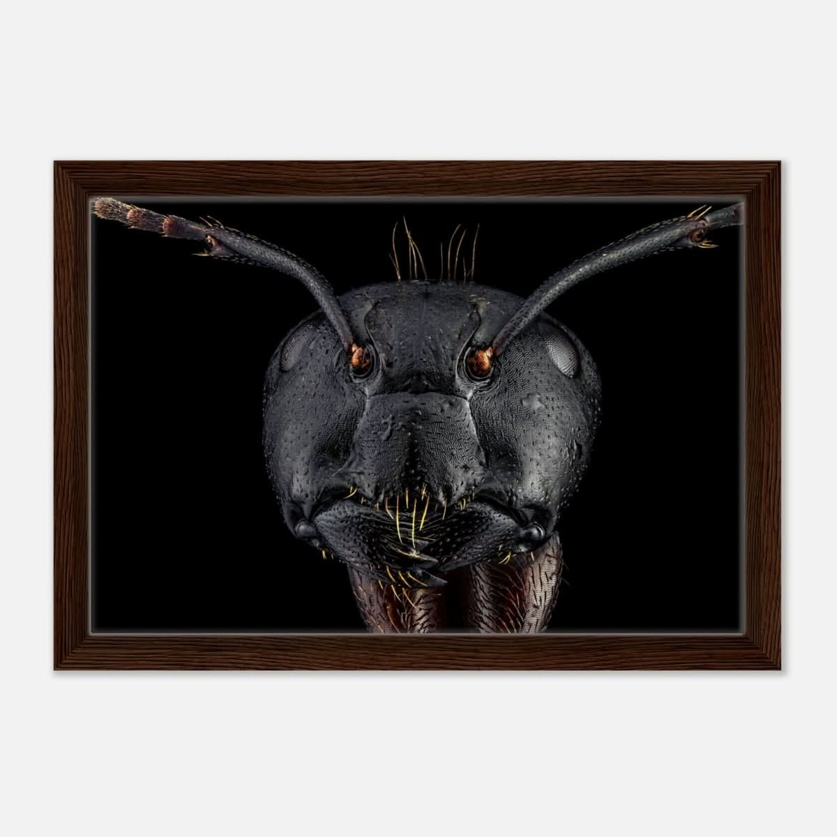Da Vinci Animal Kingdom Art Wall art print | Dinomyrmex | Giant forest ant - Framed Canvas - 30x45 cm / 12x18″ - Dark wood frame