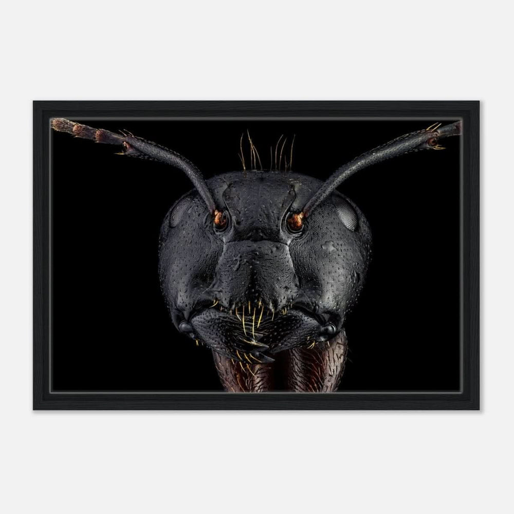 Da Vinci Animal Kingdom Art Wall art print | Dinomyrmex | Giant forest ant - Framed Canvas - 40x60 cm / 16x24″ - Black frame