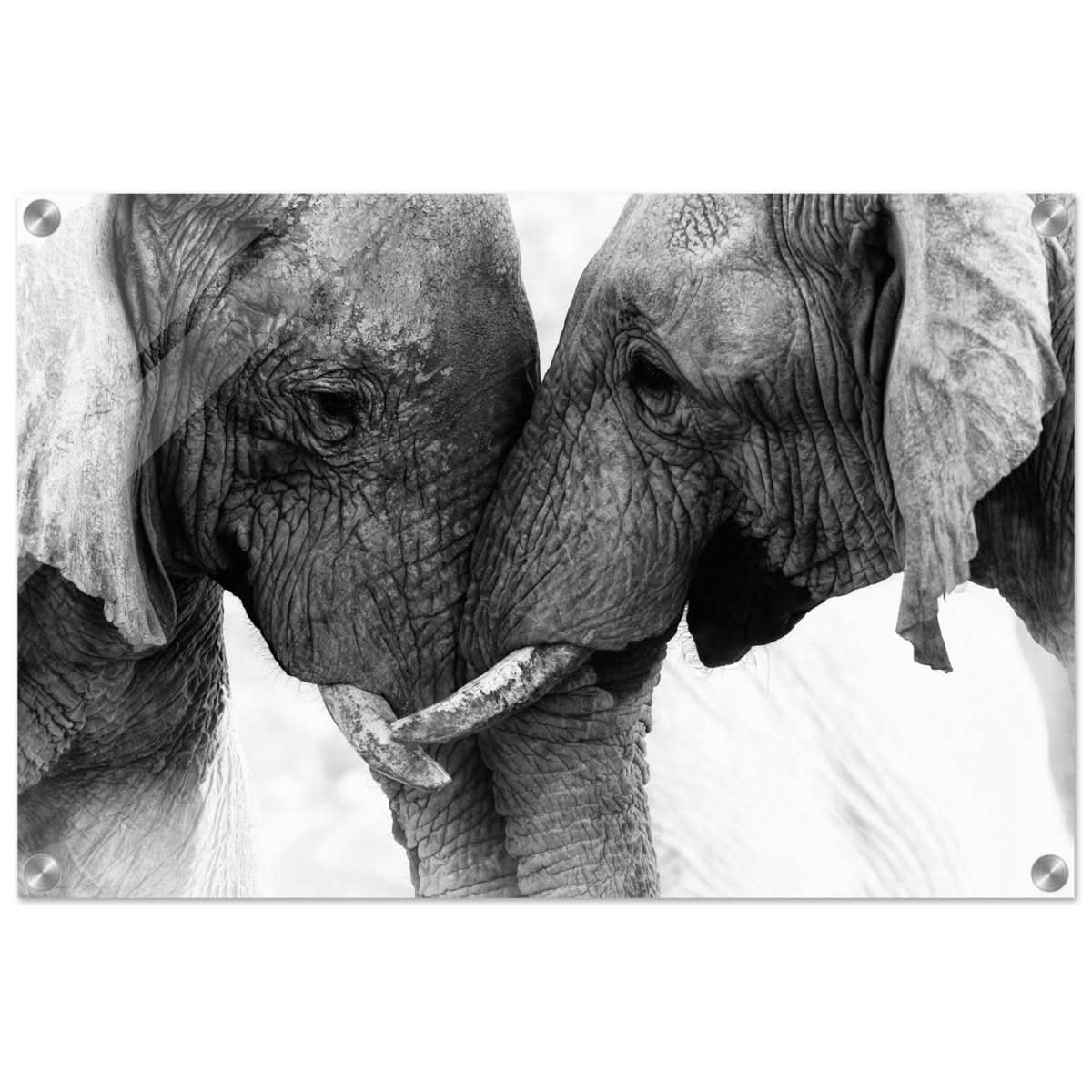 Da Vinci Animal Kingdom Art Wall art print | Elephant Love - Acrylic Print - 40x60 cm / 16x24″ -