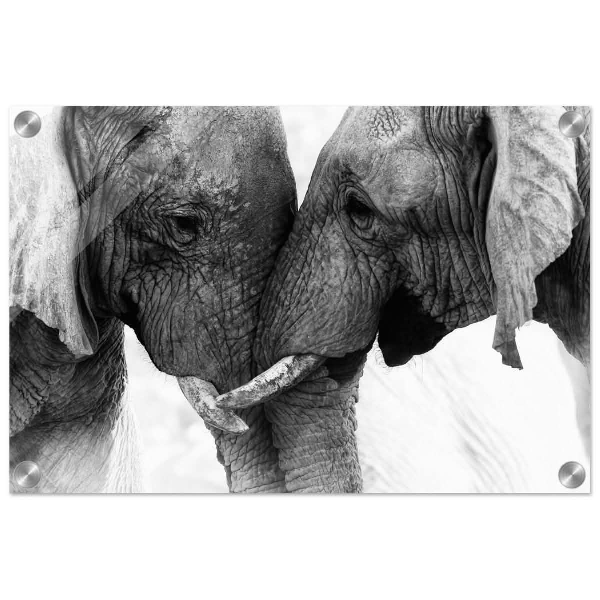 Da Vinci Animal Kingdom Art Wall art print | Elephant Love - Acrylic Print - 30x45 cm / 12x18″ -
