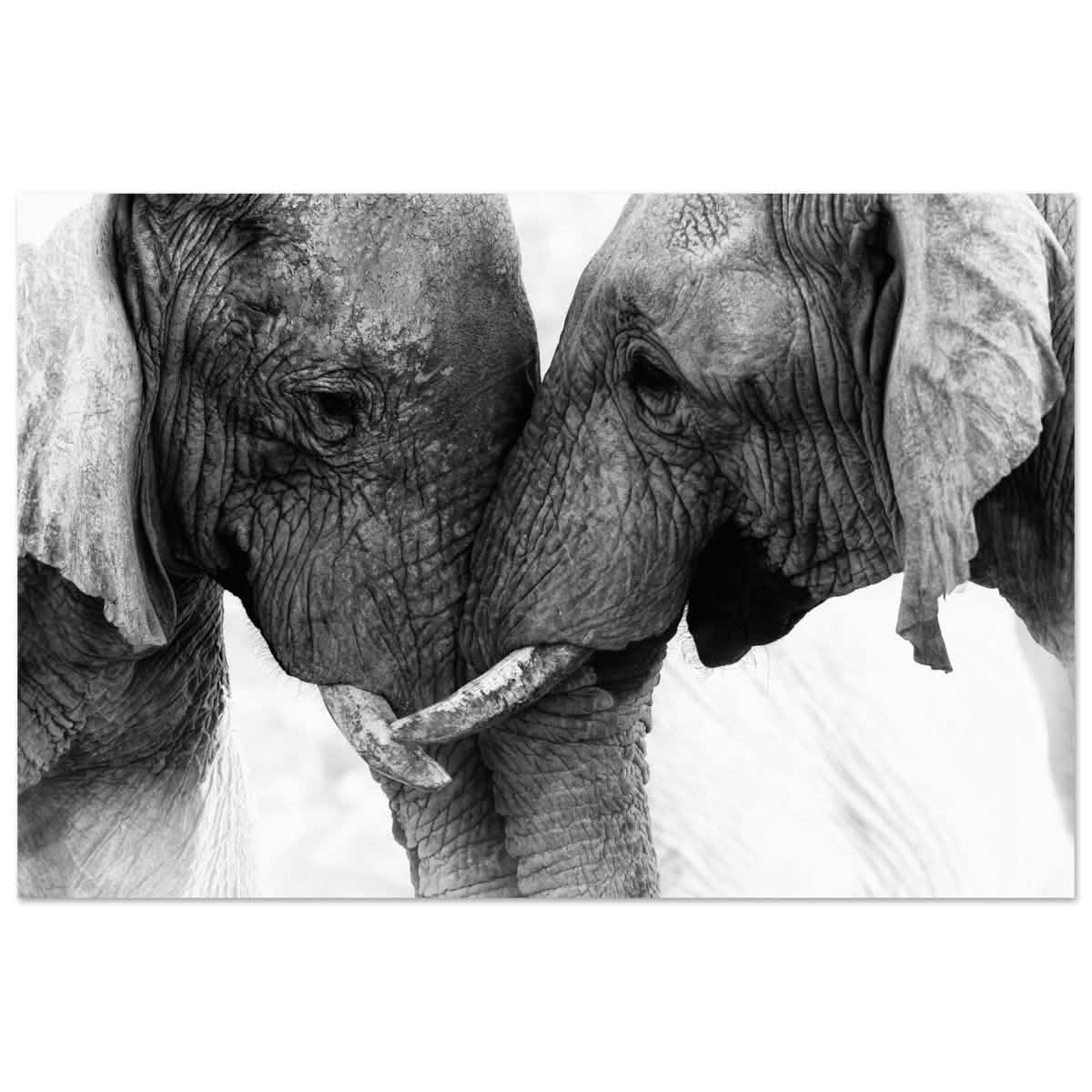 Da Vinci Animal Kingdom Art Wall art print | Elephant Love - Aluminum Print - 40x60 cm / 16x24″ -