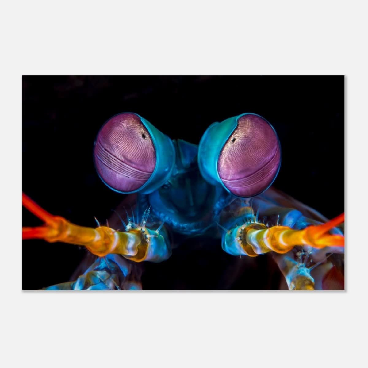 Da Vinci Animal Kingdom Art Wall art print | Eyes of Peacock mantis shrimp - Wood Prints - 60x90 cm / 24x36″ -