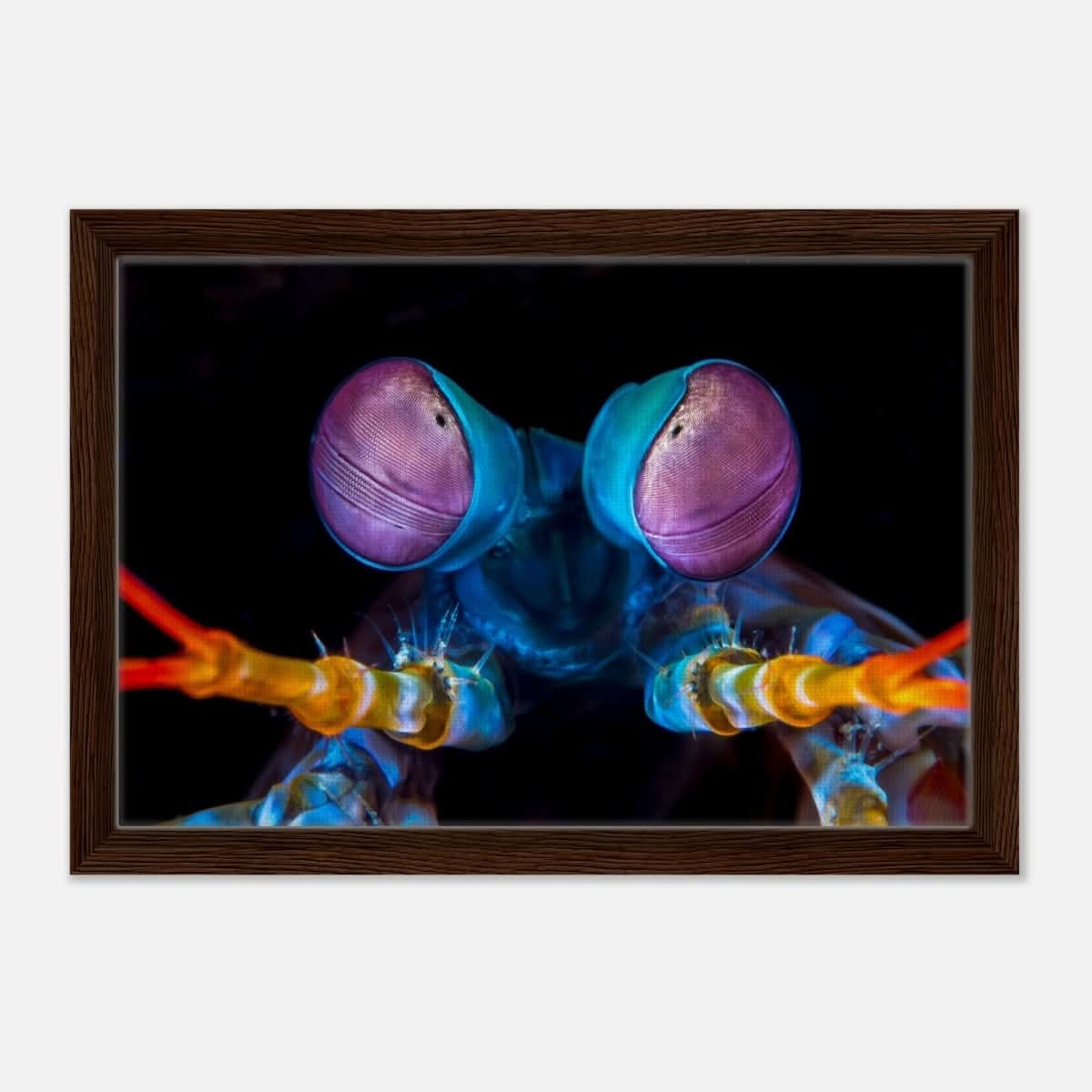 Da Vinci Animal Kingdom Art Wall art print | Eyes of Peacock mantis shrimp - Framed Canvas - 30x45 cm / 12x18″ - Dark wood frame