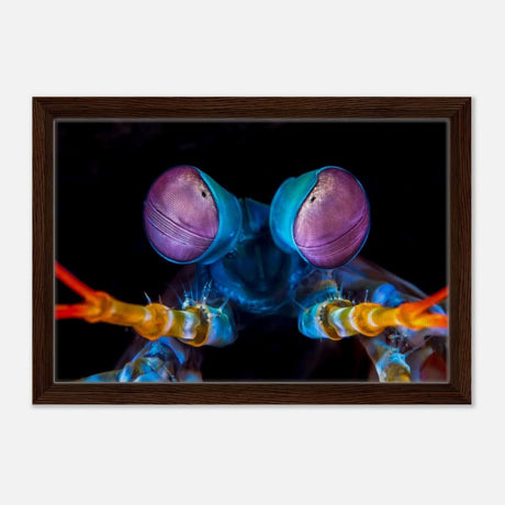 Da Vinci Animal Kingdom Art Wall art print | Eyes of Peacock mantis shrimp - Framed Canvas - 30x45 cm / 12x18″ - Dark wood frame