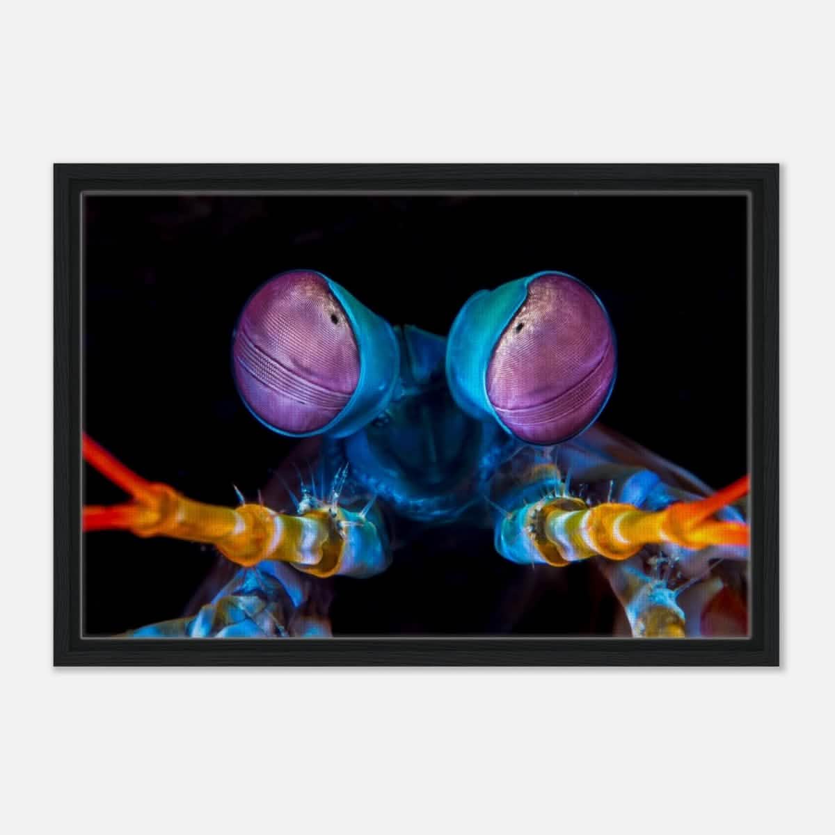 Da Vinci Animal Kingdom Art Wall art print | Eyes of Peacock mantis shrimp - Framed Canvas - 40x60 cm / 16x24″ - Black frame