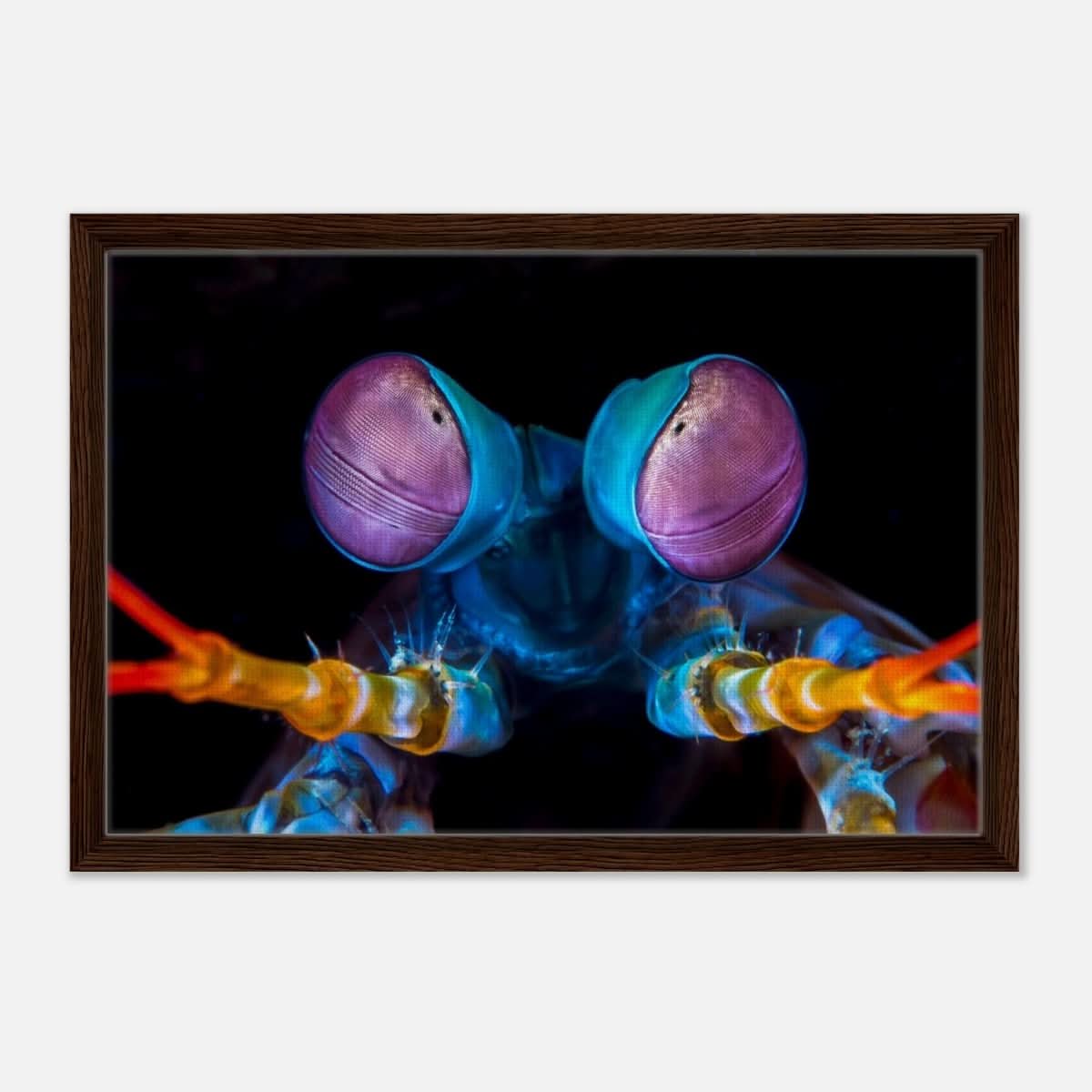 Da Vinci Animal Kingdom Art Wall art print | Eyes of Peacock mantis shrimp - Framed Canvas - 40x60 cm / 16x24″ - Dark wood frame