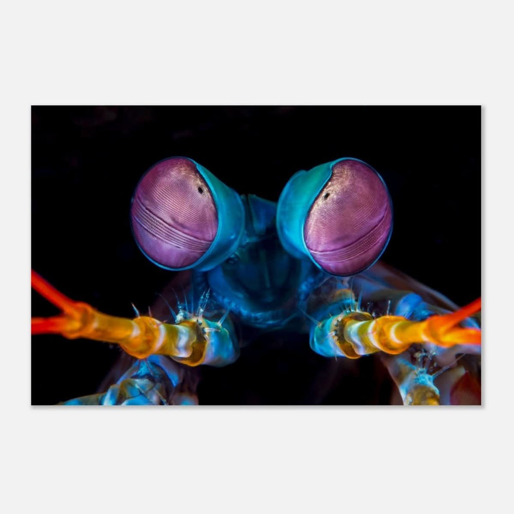 Da Vinci Animal Kingdom Art Wall art print | Eyes of Peacock mantis shrimp - Wood Prints - 50x75 cm / 20x30″ -