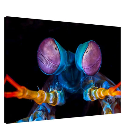 Da Vinci Animal Kingdom Art Wall art print | Eyes of Peacock mantis shrimp - Canvas - 60x90 cm / 24x36″ -