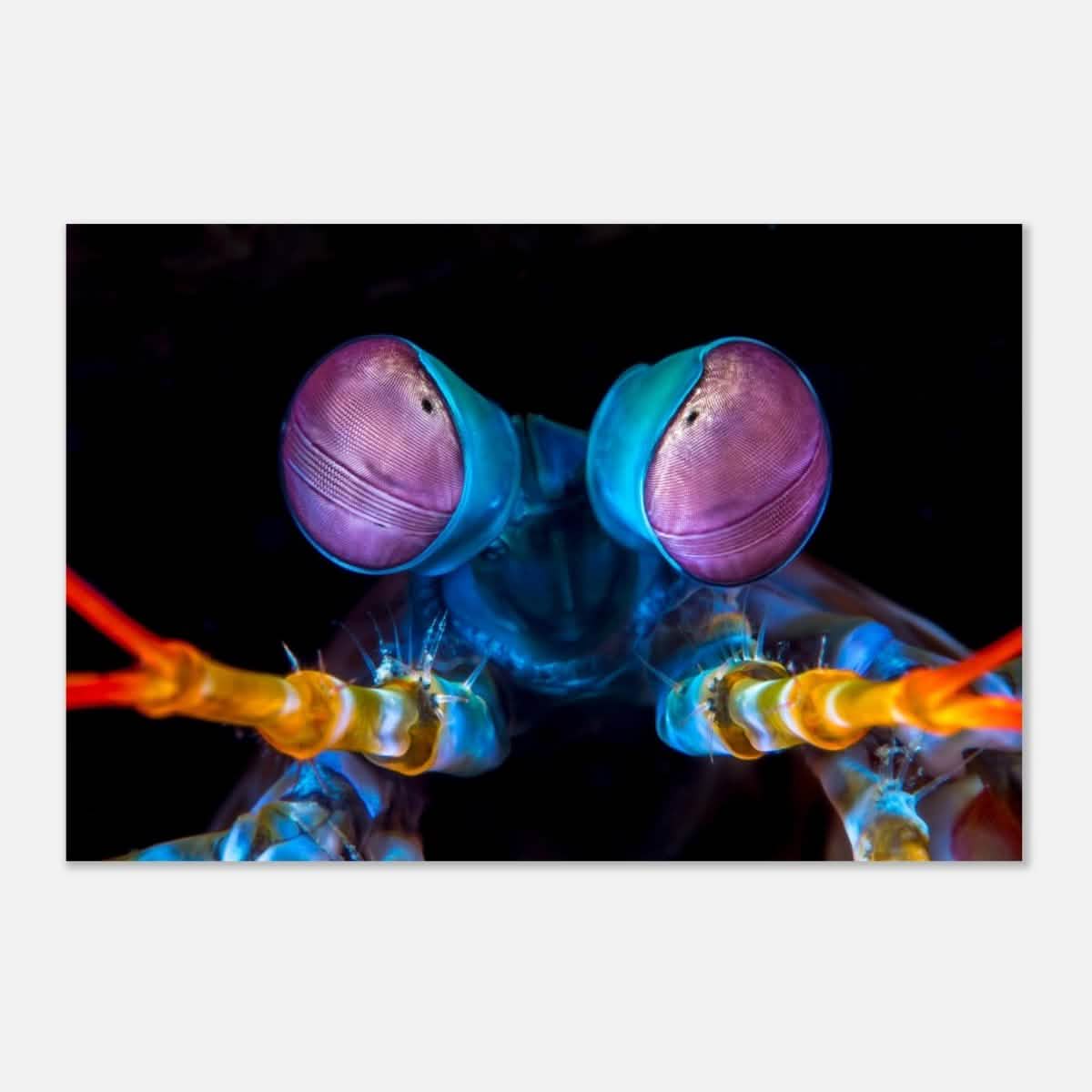 Da Vinci Animal Kingdom Art Wall art print | Eyes of Peacock mantis shrimp - Aluminum Print - 40x60 cm / 16x24″ -