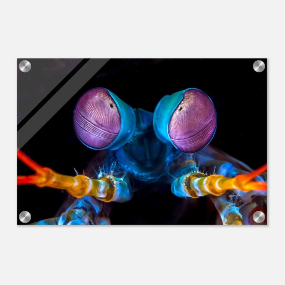 Da Vinci Animal Kingdom Art Wall art print | Eyes of Peacock mantis shrimp - Acrylic Print - 30x45 cm / 12x18″ -