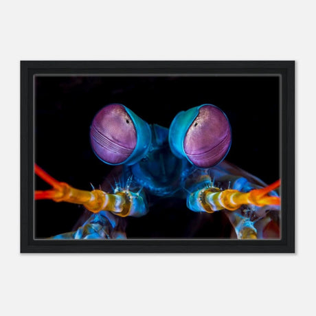 Da Vinci Animal Kingdom Art Wall art print | Eyes of Peacock mantis shrimp - Framed Canvas - 30x45 cm / 12x18″ - Black frame