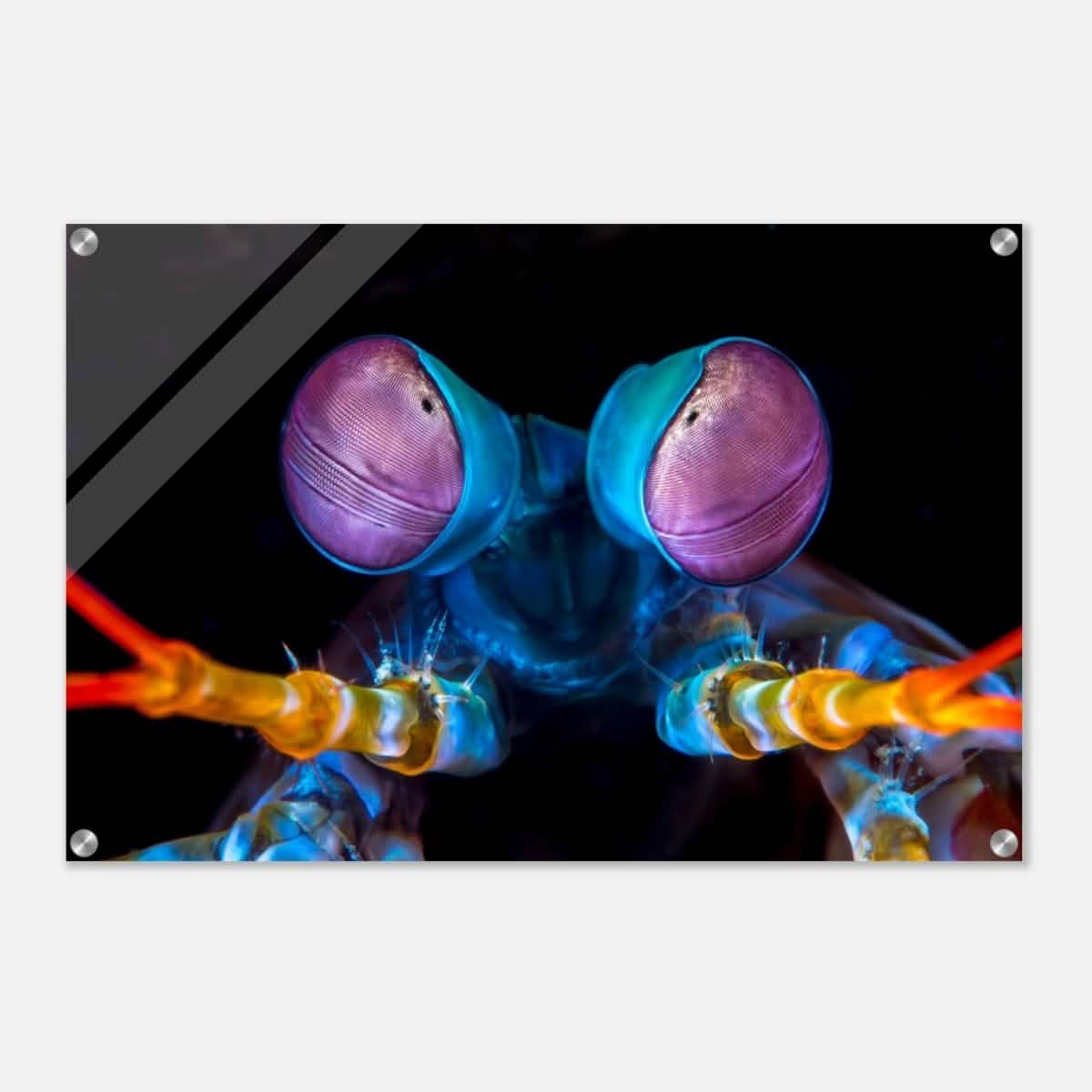 Da Vinci Animal Kingdom Art Wall art print | Eyes of Peacock mantis shrimp - Acrylic Print - 50x75 cm / 20x30″ -