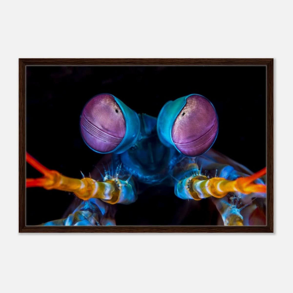 Da Vinci Animal Kingdom Art Wall art print | Eyes of Peacock mantis shrimp - Framed Canvas - 60x90 cm / 24x36″ - Dark wood frame