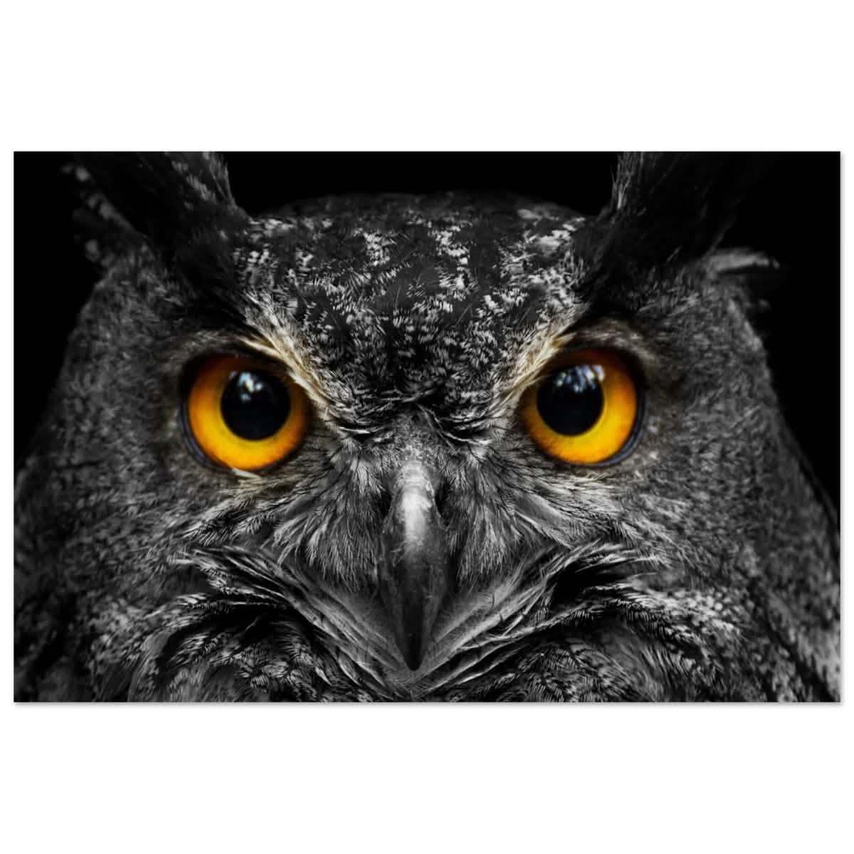 Da Vinci Animal Kingdom Art Wall art print | Night Owl eyes - Aluminum Print - 40x60 cm / 16x24″ -