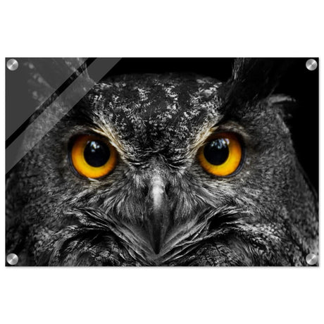 Da Vinci Animal Kingdom Art Wall art print | Night Owl eyes - Acrylic Print - 40x60 cm / 16x24″ -