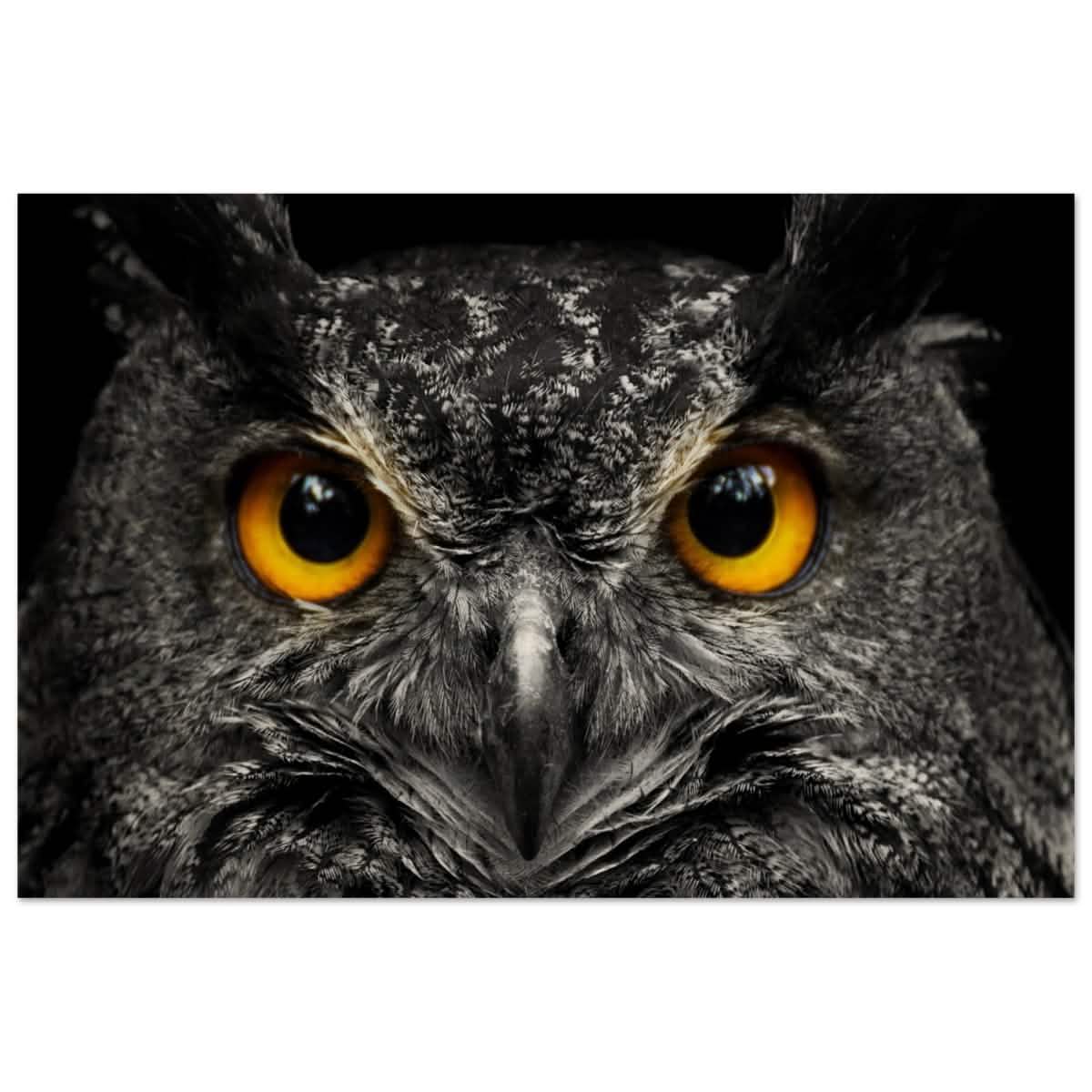 Da Vinci Animal Kingdom Art Wall art print | Night Owl eyes - Wood Prints - 60x90 cm / 24x36″ -
