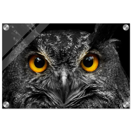 Da Vinci Animal Kingdom Art Wall art print | Night Owl eyes - Acrylic Print - 30x45 cm / 12x18″ -