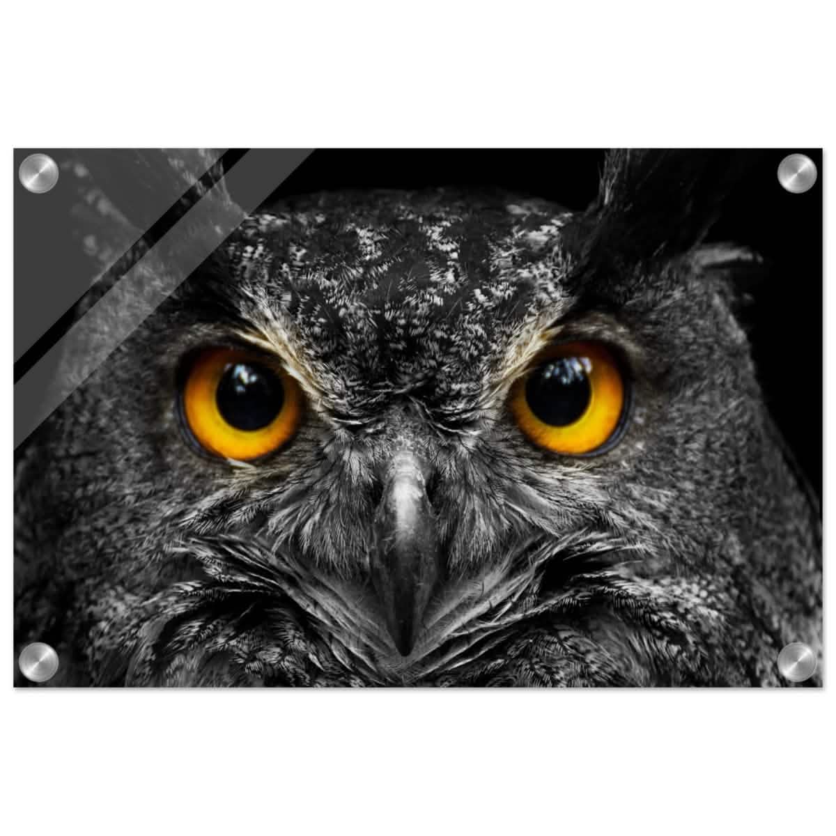 Da Vinci Animal Kingdom Art Wall art print | Night Owl eyes - Acrylic Print - 30x45 cm / 12x18″ -