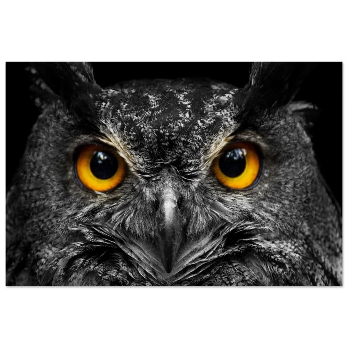 Da Vinci Animal Kingdom Art Wall art print | Night Owl eyes - Aluminum Print - 50x75 cm / 20x30″ -