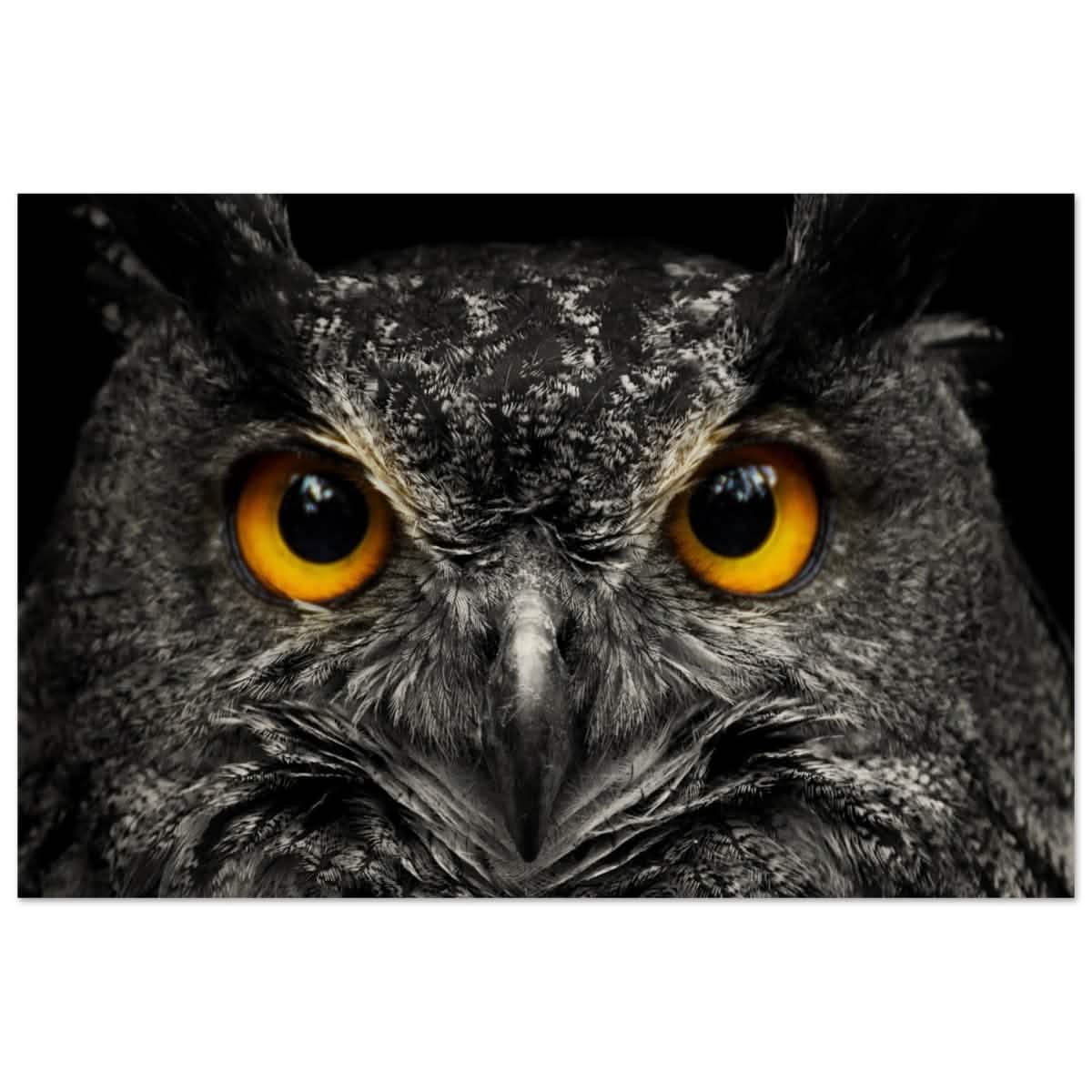 Da Vinci Animal Kingdom Art Wall art print | Night Owl eyes - Wood Prints - 40x60 cm / 16x24″ -