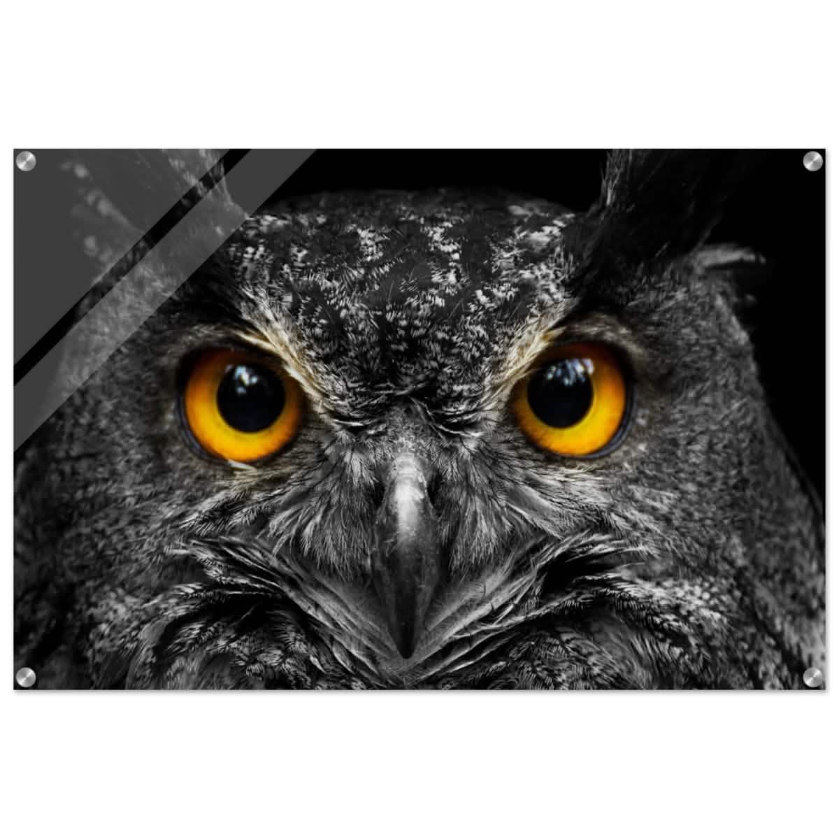 Da Vinci Animal Kingdom Art Wall art print | Night Owl eyes - Acrylic Print - 60x90 cm / 24x36″ -