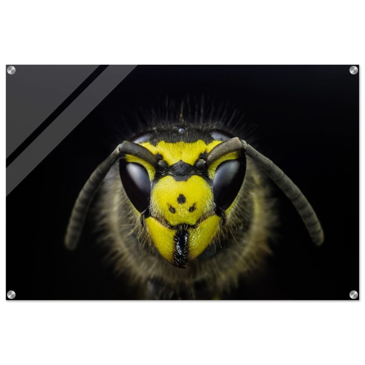 Da Vinci Animal Kingdom Art Wall art print - Acrylic Print - 60x90 cm / 24x36″ -