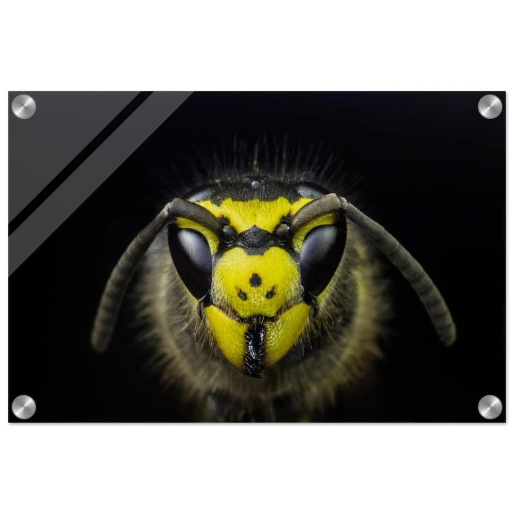 Da Vinci Animal Kingdom Art Wall art print - Acrylic Print - 30x45 cm / 12x18″ -