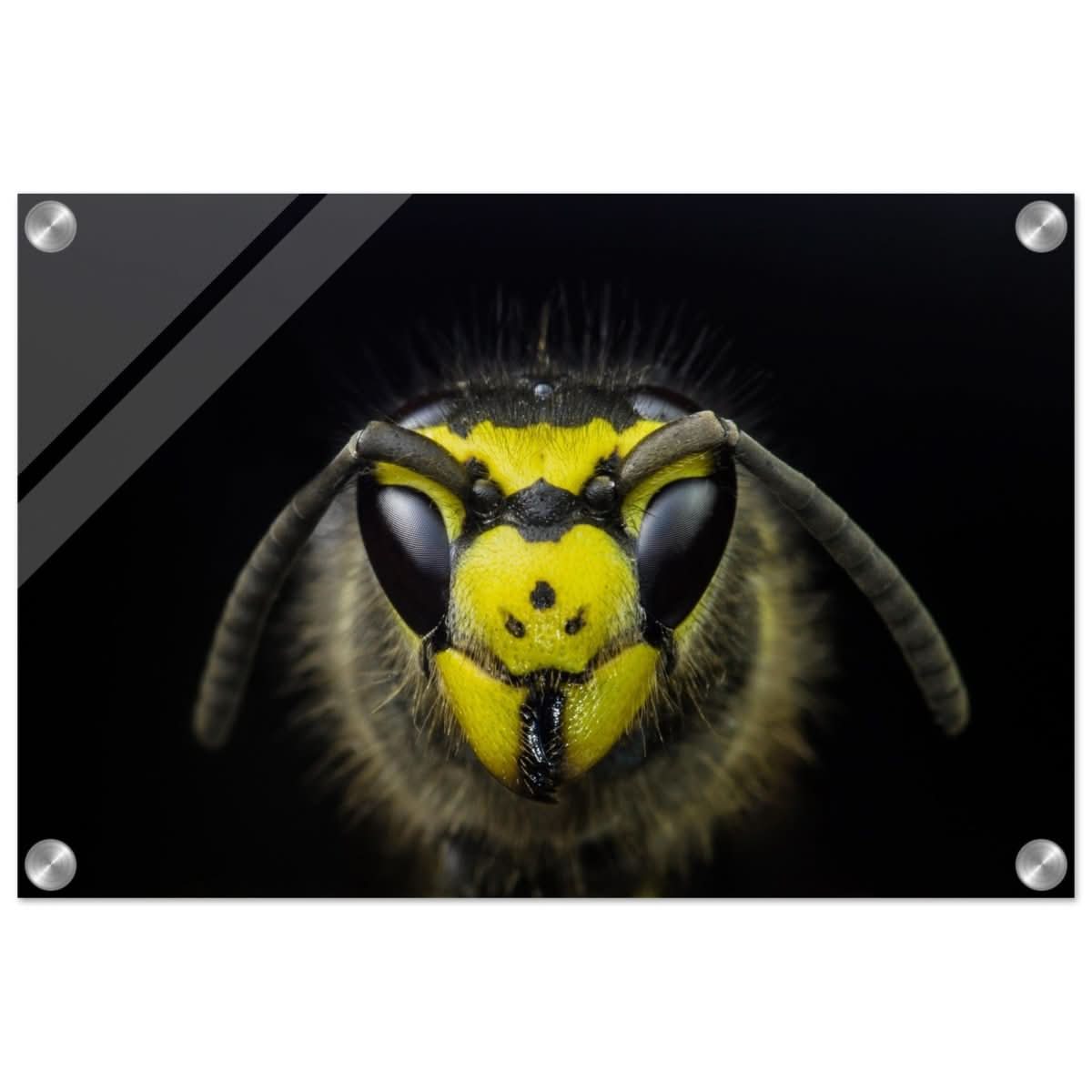 Da Vinci Animal Kingdom Art Wall art print - Acrylic Print - 30x45 cm / 12x18″ -