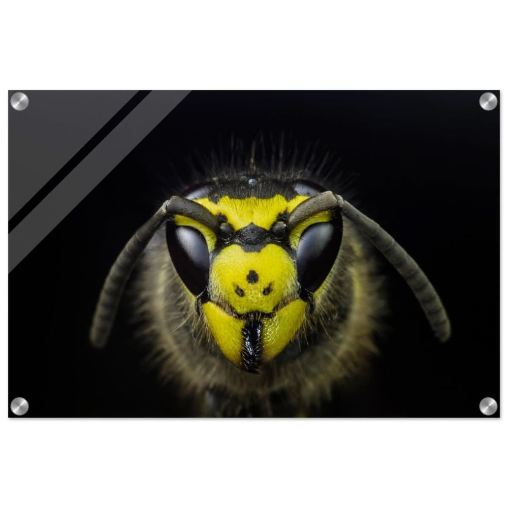 Da Vinci Animal Kingdom Art Wall art print - Acrylic Print - 40x60 cm / 16x24″ -