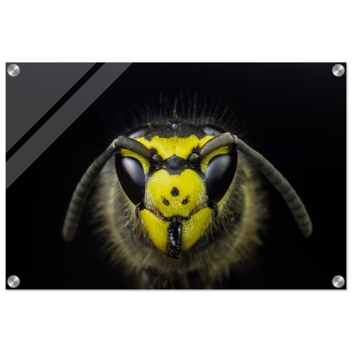 Da Vinci Animal Kingdom Art Wall art print - Acrylic Print - 40x60 cm / 16x24″ -