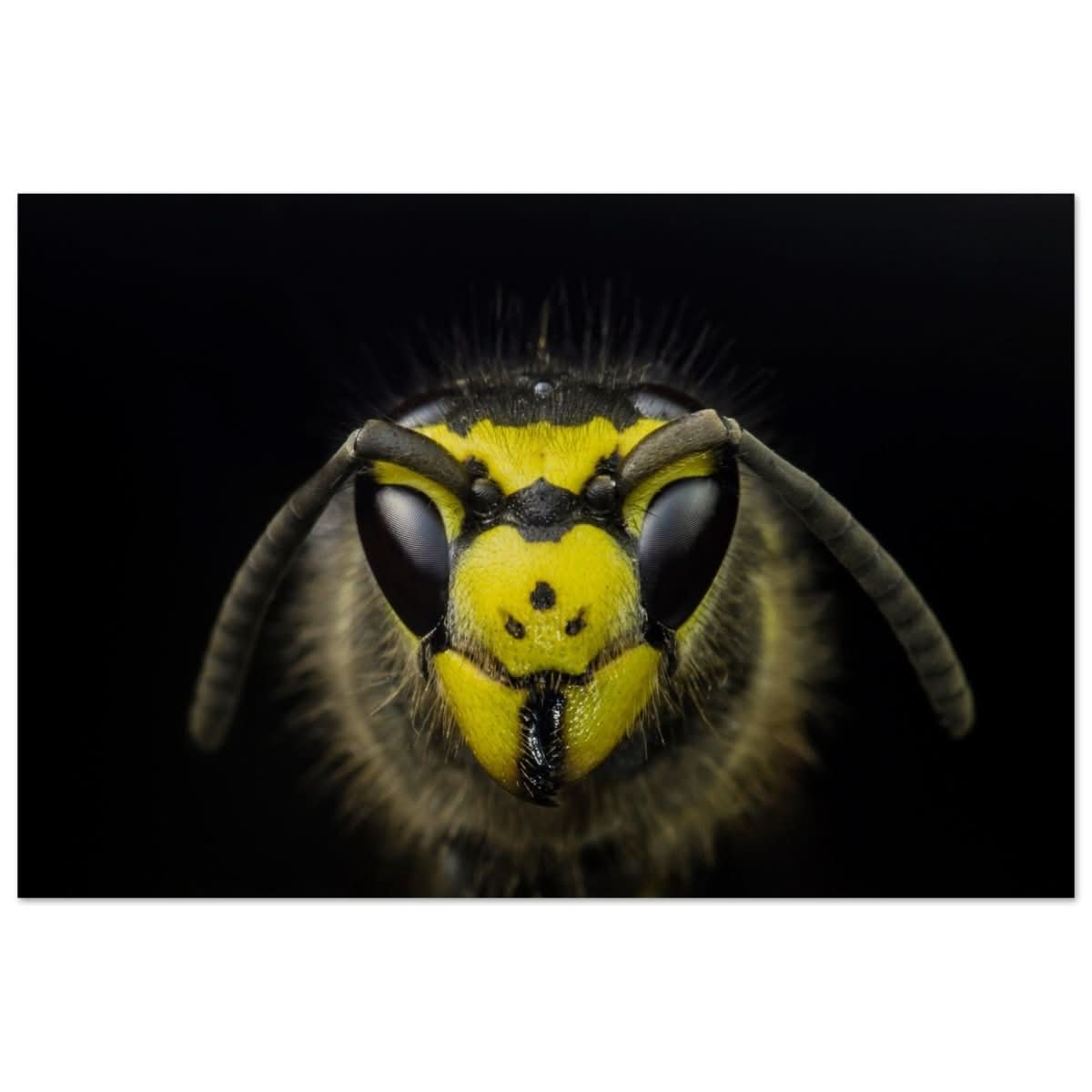 Da Vinci Animal Kingdom Art Wall art print - Wood Prints - 50x75 cm / 20x30″ -