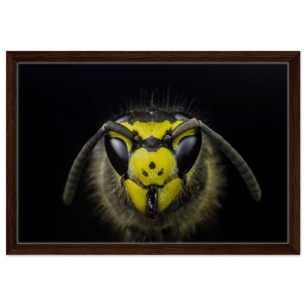 Da Vinci Animal Kingdom Art Wall art print - Framed Canvas - 40x60 cm / 16x24″ - Dark wood frame