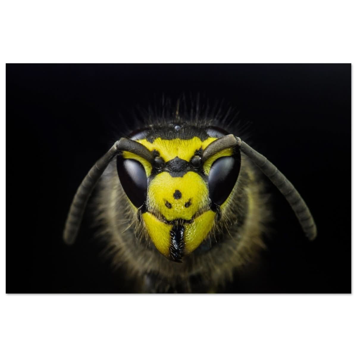 Da Vinci Animal Kingdom Art Wall art print - Aluminum Print - 50x75 cm / 20x30″ -