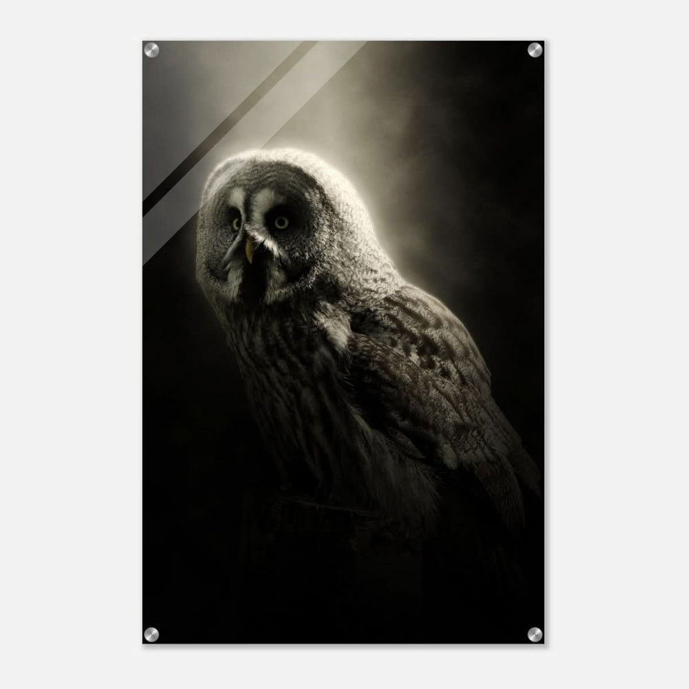 Da Vinci Animal Kingdom Wall art | Owl - Acrylic Print - 60x90 cm / 24x36″ -