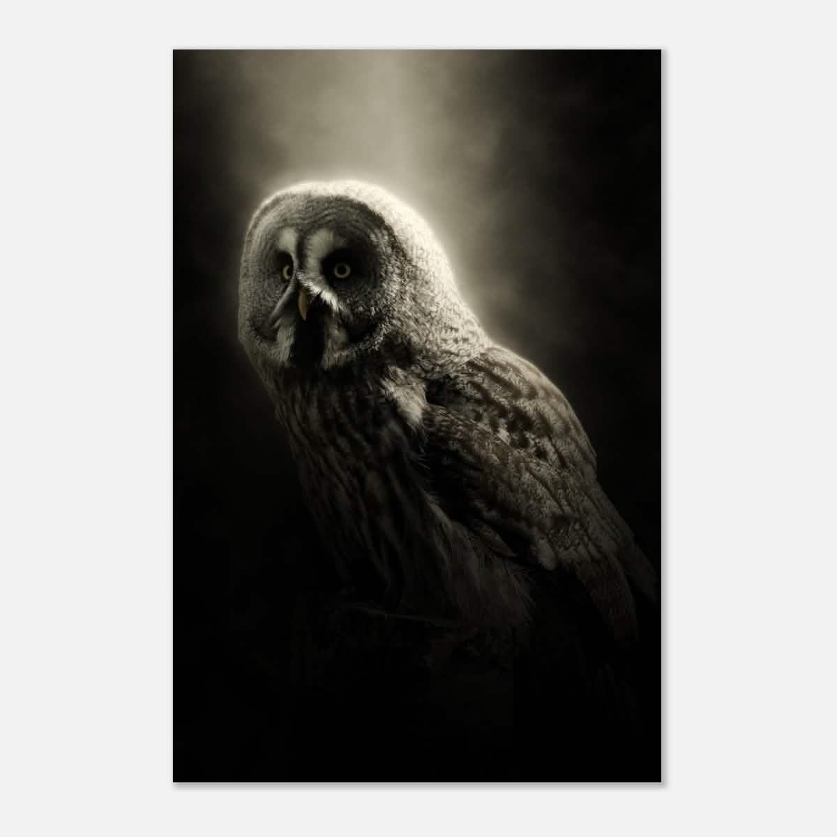 Da Vinci Animal Kingdom Wall art | Owl - Aluminum Print - 50x75 cm / 20x30″ -