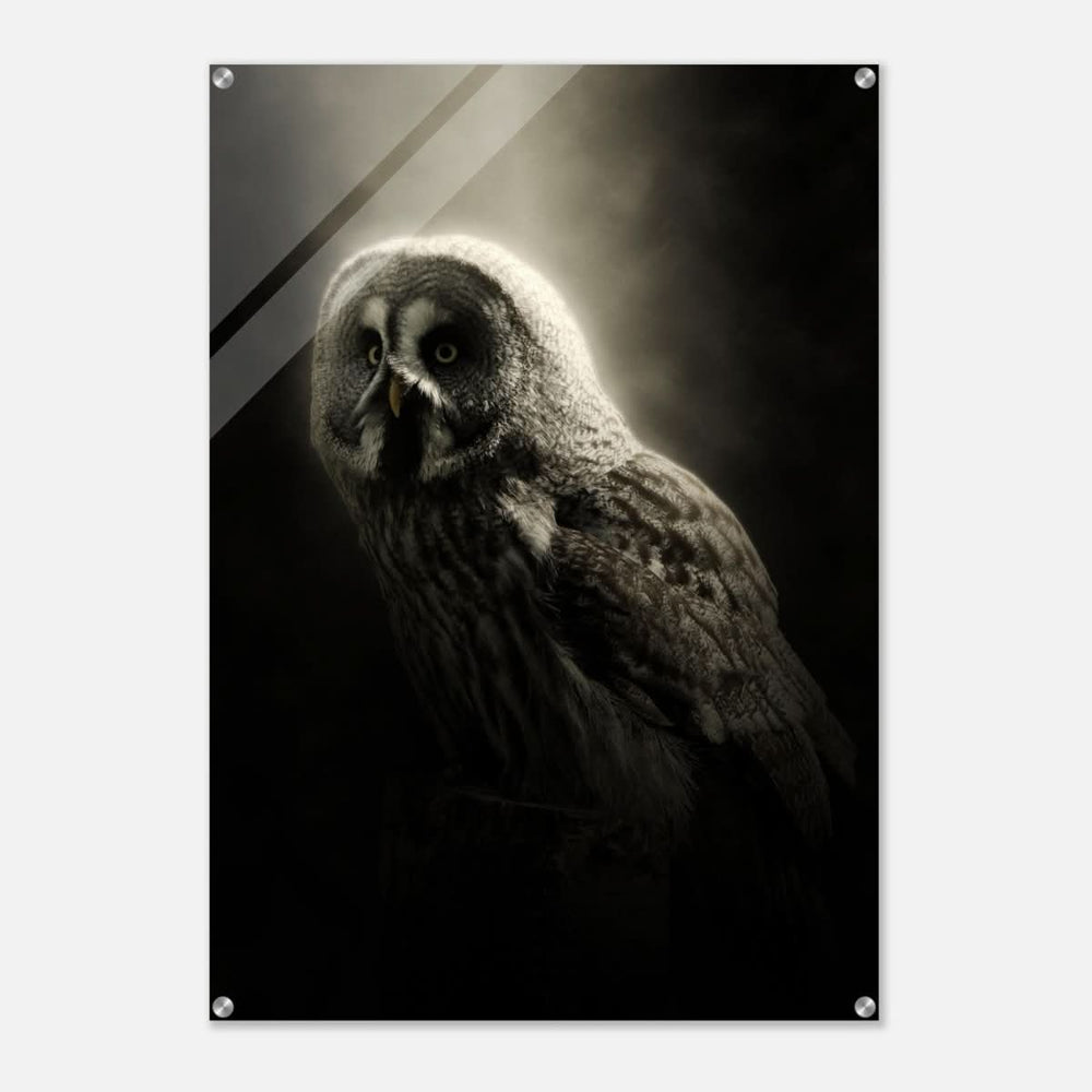 Da Vinci Animal Kingdom Wall art | Owl - Acrylic Print - 70x100 cm / 28x40″ -