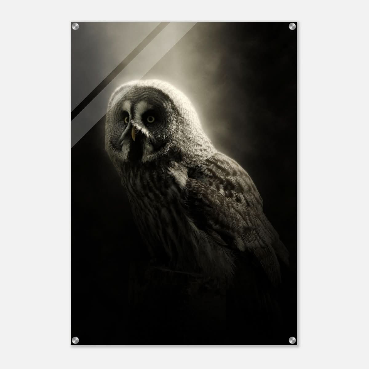 Da Vinci Animal Kingdom Wall art | Owl - Acrylic Print - 70x100 cm / 28x40″ -