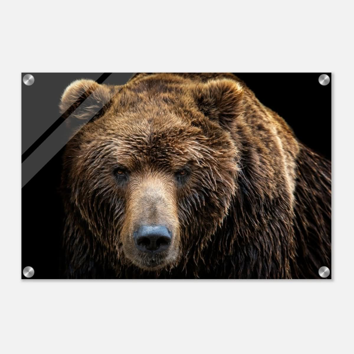 Da Vinci Animal Kingdom Wall art print | Brown bear - Acrylic Print - 40x60 cm / 16x24″ -