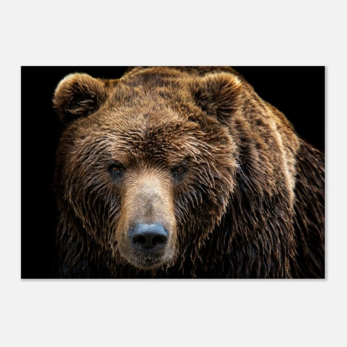 Da Vinci Animal Kingdom Wall art print | Brown bear - Aluminum Print - 70x100 cm / 28x40″ -