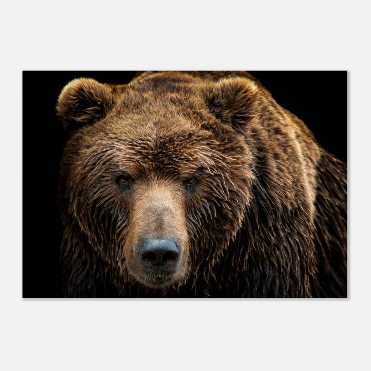 Da Vinci Animal Kingdom Wall art print | Brown bear - Wood Prints - 70x100 cm / 28x40″ - 20 mm