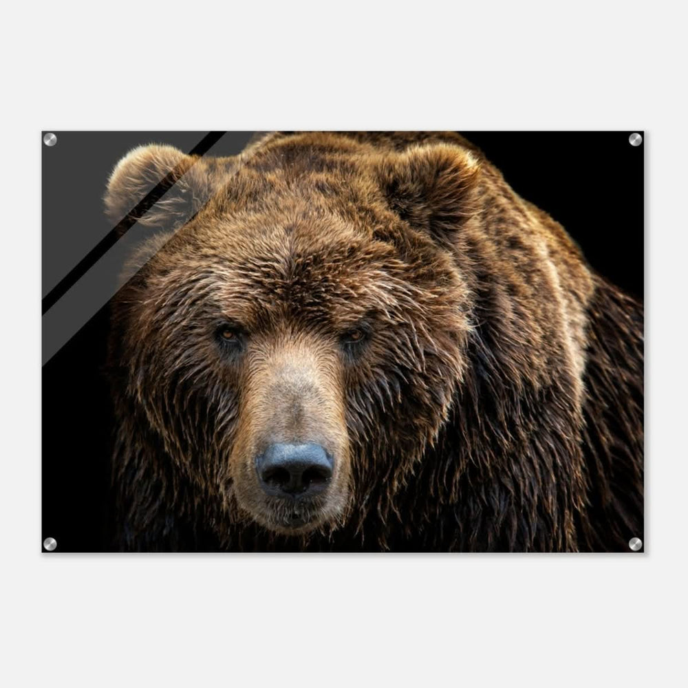Da Vinci Animal Kingdom Wall art print | Brown bear - Acrylic Print - 70x100 cm / 28x40″ -